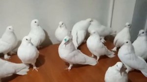 Мелитопольские голуби Игорь Крамаренко