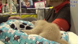 3 причины выпадение шерсти у кошек