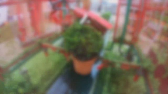 Buxus Line смотреть онлайн