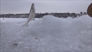 Зимняя рыбалка на Оби