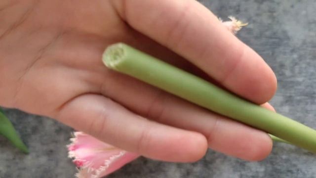 Бахромчатый тюльпан. Холодный фарфор. (Fringed tulip. Cold porcelain.) смотреть онлайн