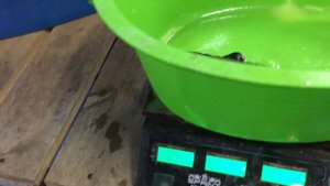 УЗВ/ОСЕТРОВАЯ ФЕРМА/ ВОДА ПОМУТНЕЛА ИЗ ЗА ПРОБЛЕМ БАРАБАННОГО ФИЛЬТРА/ВЗВЕШИВАНИЕ.