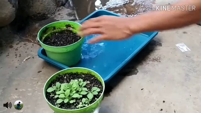 CARA MUDAH MENYEMAI , Bunga PETUNIA ,,Dijamin ANTI GAGAL смотреть онлайн