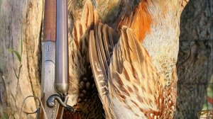 ?КАК ОХОТИТЬСЯ НА ФАЗАНА? ОДНА ИЗ САМЫХ РОСКОШНЫХ ОХОТ.