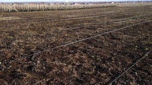 РЕМОНТАНТНАЯ МАЛИНА ПОЛЬКА