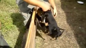 Псы рвут человека Слабонервным не смотреть