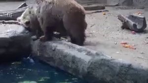 Животные спасатели. Когда животные спасают других животных.