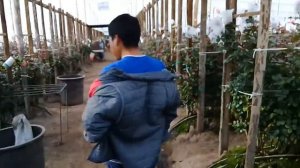 Сорта роз Conquista и Amsterdam в теплице на Эквадорской плантации роз