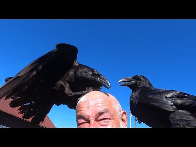 Про космические дыры и духовную практику. смотреть онлайн