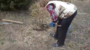 Подкормка и удобрение голубики с весны до осени
