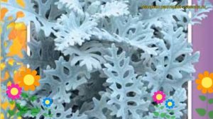 Цинерария Серебристая. Краткий обзор, описание характеристик, где купить семена