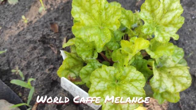 Гейхера сорт World Caffe Melange окрас в июне месяце смотреть онлайн