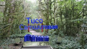 Тисо-Самшитовая роща: часть 1