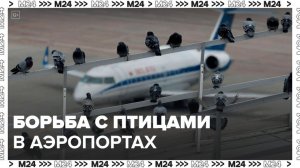 В Минтрансе утвердили правила борьбы с птицами в столичных аэропортах - Москва 24