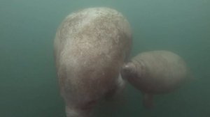 ЛАМАНТИНЫ, Флорида 2022