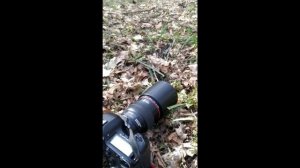 Уроки фотографии: Фотографируем первые весенние цветы в лесу