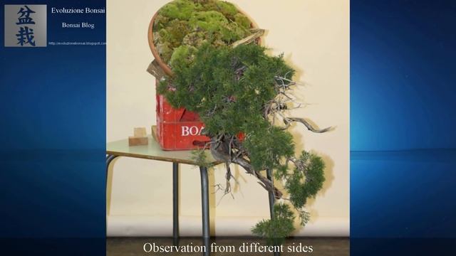 Juniper sabina Bonsai kengai style by Giacomo Pappalardo