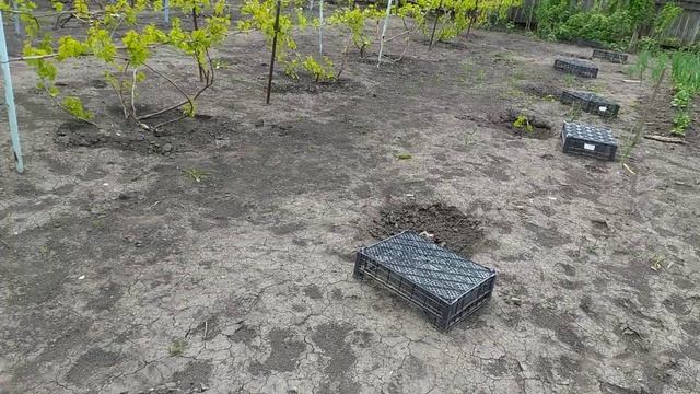 Первый полив саженцев этого года посадки. смотреть онлайн