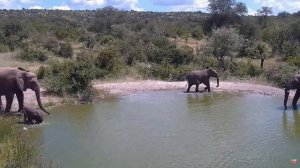 Африка. Слоны - Africa. Elephants