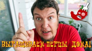 Как вырастить острый перец дома? Часть 18. Перцы растут и плодоносят!