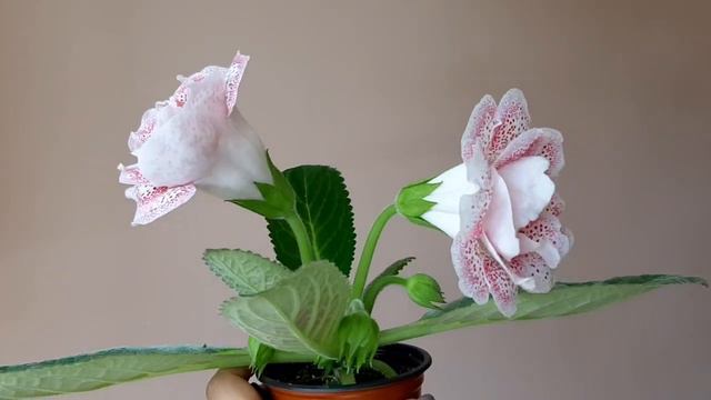 Глоксиния АК-Искренность и Нежность смотреть онлайн