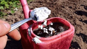 Пролейте этим грядку после больных огурцов осенью! В следующем году ни одной болячки на огурцах!