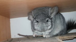 Причины Выпадения волос у Шиншилл! Линяют ли Шиншиллы?! Есть ли у Шиншилл Посезонная  Линька!