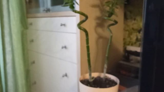 VLOG:ЧТО СШИТОЧТО СВЯЗАНОЦВЕТЫ