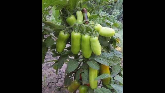 томат Дрова смотреть онлайн