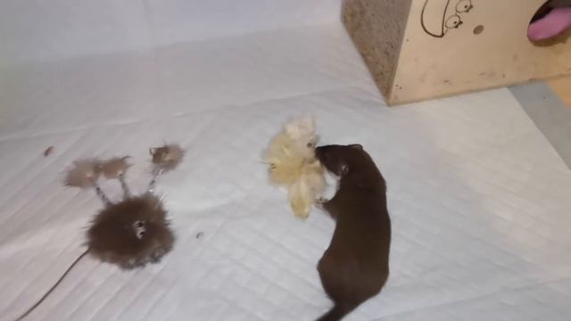 Содержание ласки (Mustela nivalis)