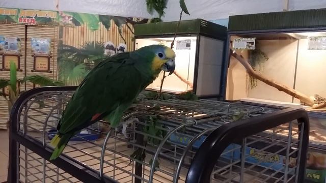 Спокойный попугай смотреть онлайн