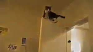 Cat Mission Impossible - котэ миссия невыполнима