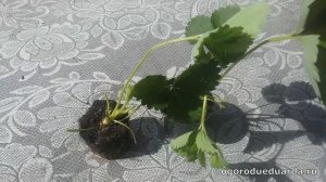 Как посадить и ухаживать за рассадой клубники в конце лета, начале осени.