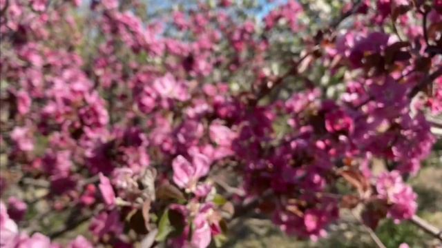 Яблоня Недзвецкого смотреть онлайн