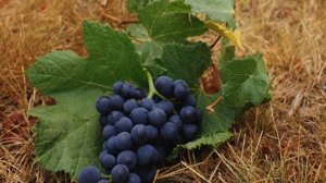 Как правильно вносить удобрения и подкормки под виноград осенью?
