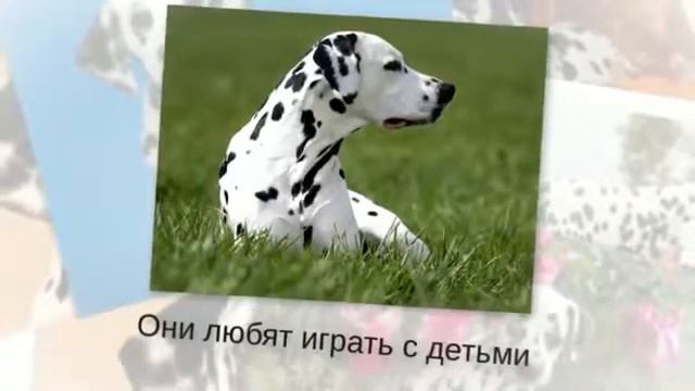 О породе собак-далматинец
