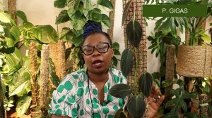 Tour of Philodendrons in LECA || July 2022 || Plants tour 2022 - The Leca Queen