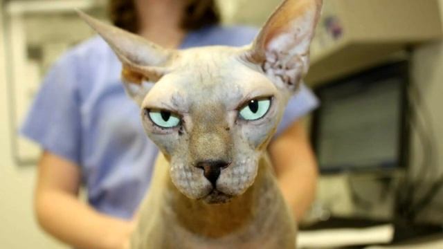 Мама сфинкс потеряла своих котят в родах, но то , что сделала хозяйка, не укладывается в голове смотреть онлайн