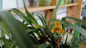 Цветение орхидеи Maxillaria variabilis, немного про уход🌺🥰🌺🥰🌺