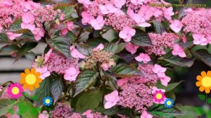 Гортензия пильчатая. Краткий обзор, описание характеристик hydrangea serrata avelroz