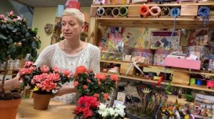 Красивое цветущее комнатное растение Азалия. Как правильно ухаживать за азалией и что учесть.