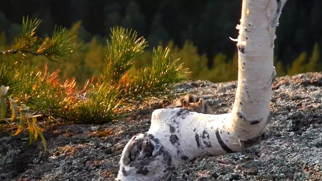 Бурундучок смотреть онлайн