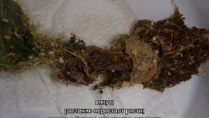 Болезни кактусов: распространенные заболевания и их методы лечения