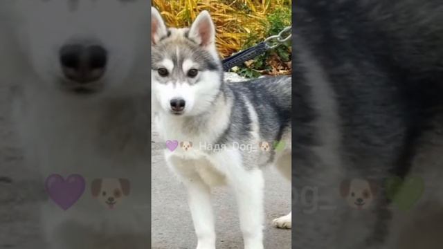 эдит Хаски ? [заказ ?] смотреть онлайн