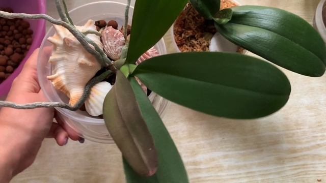 Две орхидеи-уценки из ОБИ пять месяцев спустя. Обзор, ревизия, пересадка. Манхэттен, Pretty Romance смотреть онлайн