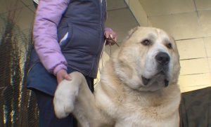 Грозные великаны - в программе "Дело ведет Мур-р-р"