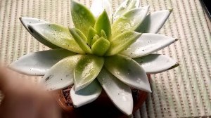 уход.содержание эхеверии в домашних условиях