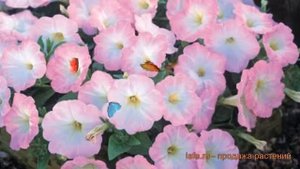 Петуния гибридная Трилоджи Лавендер Пинк ? обзор: как сажать, семена петунии Трилоджи Лавендер Пинк