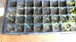 Нужно ли применять биогумус.