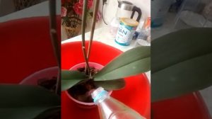Полив орхидей янтарной кислотой